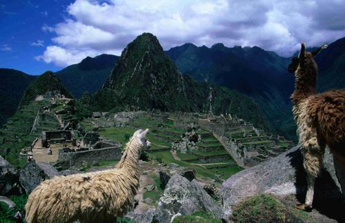 Cuzco. Photo Llamas in Machu Pichu