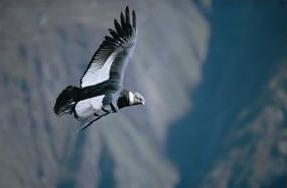 Andean Condor, Colca Canyon, Arequipa
